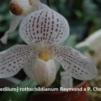 Paphiopedilum rotschildianum ‘Raymond’  x  Christmas Snow