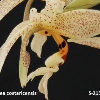 Stanhopea costaricensis